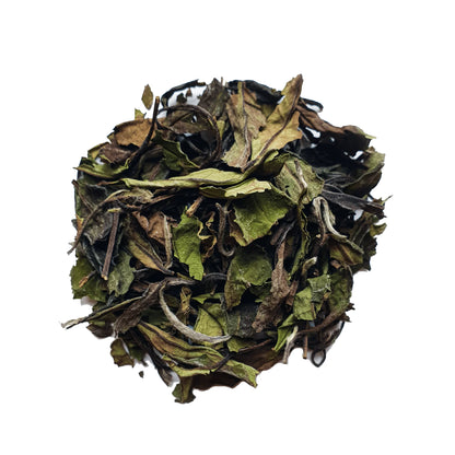 דצמבר 3 - אדמונית לבנה